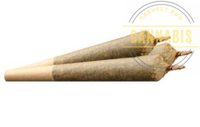 Three pre-rolled joints, each rolled with brown filters and brown paper.