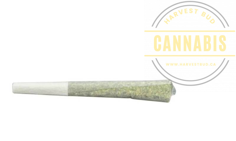 Terra Labs Gmo Infused Preroll, rolled in a cone shape.